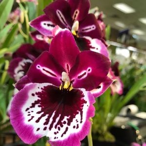 Meet your Posher, Isabella